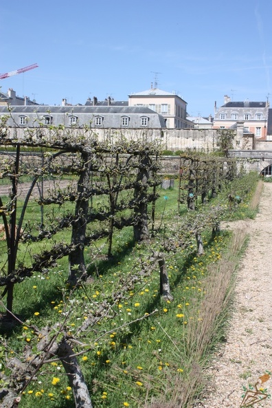Potager du Roi - Versailles - IMG_1240.JPG IMG_1240.JPG