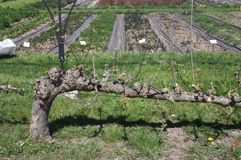 Potager du Roi - Versailles