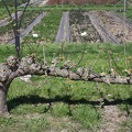 Potager du Roi - Versailles