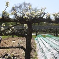 Potager du Roi - Versailles