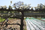 Potager du Roi - Versailles