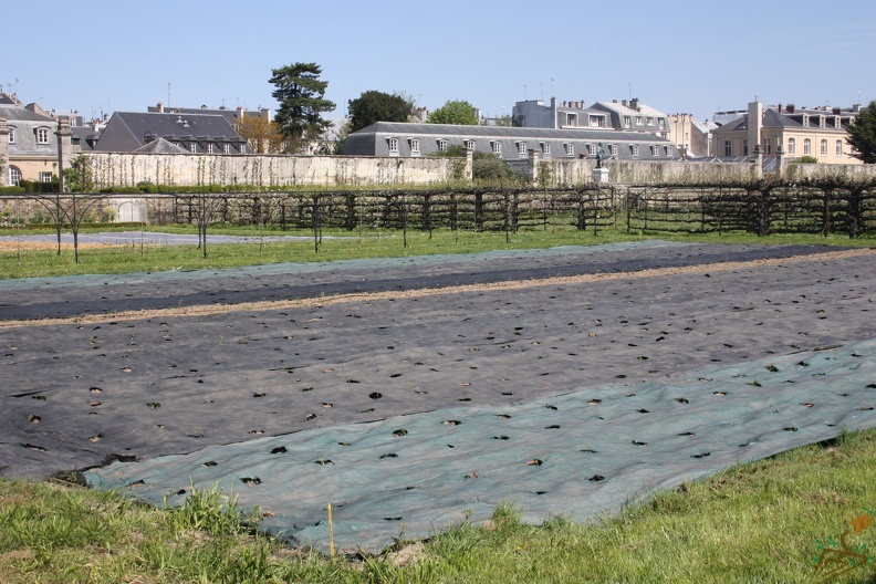 Potager du Roi - Versailles