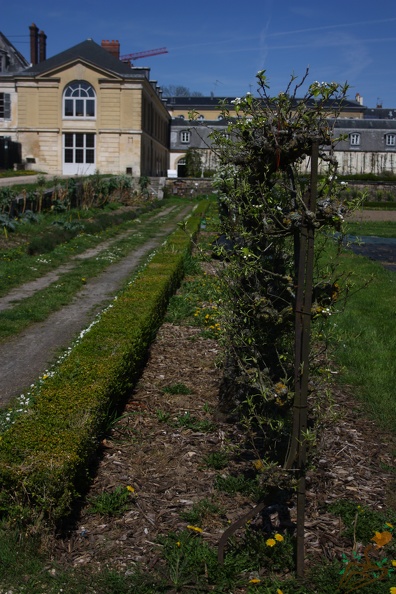 Potager du Roi - Versailles