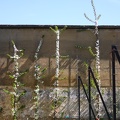 Potager du Roi - Versailles