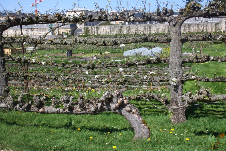 Potager du Roi - Versailles