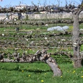 Potager du Roi - Versailles