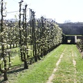 Potager du Roi - Versailles