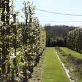 Potager du Roi - Versailles