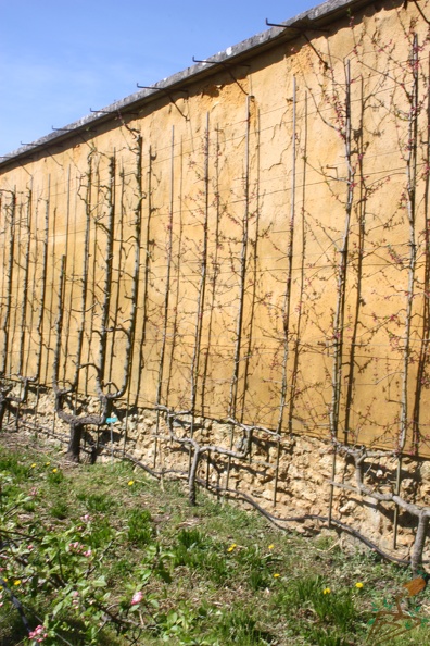 Potager du Roi - Versailles